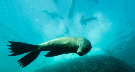 Obraz premium Tierfotos aus dem Regenwald und Ozean 