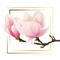 Rozkwitająca magnolia. Ręcznie rysowane kwiaty w kolorze bladego różu z gałązką i pąkami w złotej ramce.