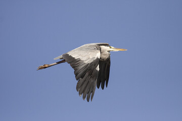 Big heron in flight
