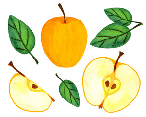 Apple half and slice watercolor set. Yellow whole apple, cross section with seeds and leaves collection isolated on white background. 