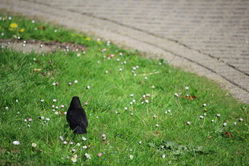 Songbirds frolicking in the wild