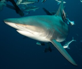 Tierfotos aus dem Regenwald und Ozean 