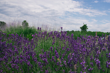 Lavender Field 002