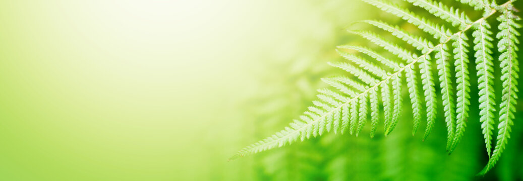 Fern leaf  in tropical forest plants. Nature green background.