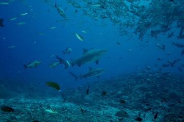 Tierfotos aus dem Regenwald und Ozean 