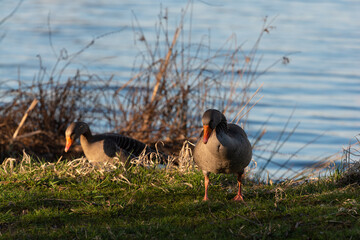a pair of wild geese plucking grass