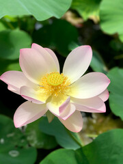 Open Lotus Flower