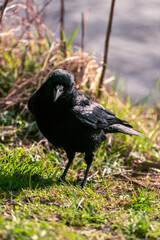 aufmerksamer, vorsichtiger Rabe im Sonnenlicht auf der Uferböschung 