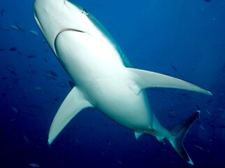 Obraz premium Tierfotos aus dem Regenwald und Ozean 