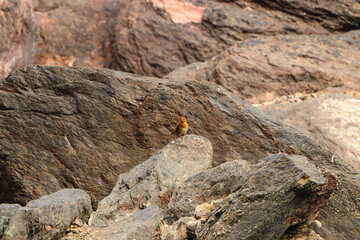 Robin hopping on the rocks by the sea