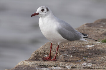 Douro river tern closeup