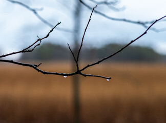 branches with water drops