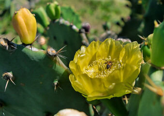 linda flor de Cacto com inseto 