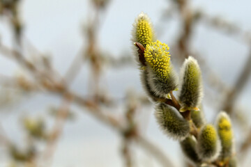 Blooming willow, macro branches, spring and April holidays