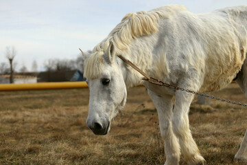 Obraz na płótnie Canvas A white horse on a leash grazes the grass