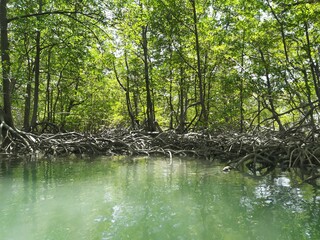 Mangrove Trees
