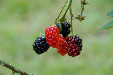 Branch of thorns with wild black and red raspberries in garden