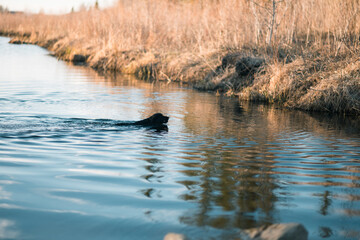 puppy swimming in lake 
