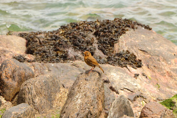 Robin hopping on the rocks by the sea