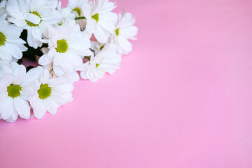 daisies on a pink background