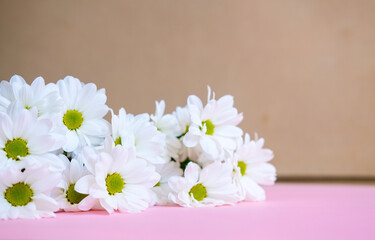 daisies on a pink background