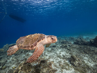 Obraz na płótnie Canvas Loggerhead Sea Turtle in coral reef of Caribbean Sea, Curacao