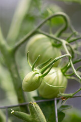 Green Cherry Tomato