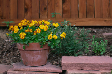 A terracotta pot, filled with yellow and orange violas, rest on a garden wall.