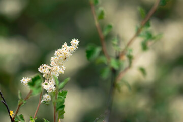 White Ribes Flowers