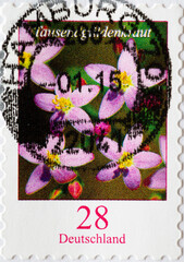 GERMANY - CIRCA 2014 : a postage stamp from Germany, showing a European flower: Centaury
