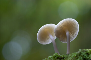 Green Background with two white mushrooms on the moss