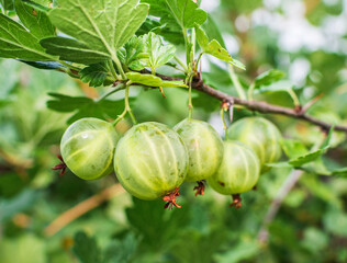 Branch of gooseberry in the garden