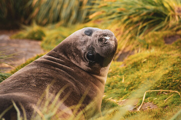 Elephanst seal mirounga leonina in South Georgia, Gold Harbour