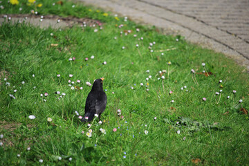 Songbirds frolicking in the wild