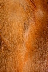 Fashionable luxury  fluffy close-up of painted fox fur in warm colors. Bright orange, 
brown texture of wild animal hair. 