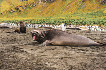 Elephanst seal mirounga leonina with penguins colony in South Georgia, Gold Harbour