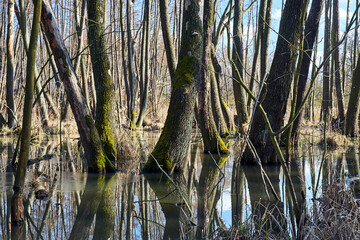 A swampy area in a deciduous forest during a thaw