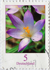 GERMANY - CIRCA 2005 : a postage stamp from Germany, showing a European flower: crocus