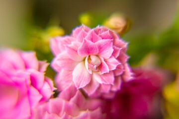 bright pink indoor flower Kalanchoe Blossfeld shot close-up with soft focus