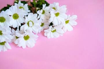 Obraz na płótnie Canvas daisies on a pink background