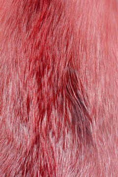 Fashionable luxury  fluffy close-up of painted fox fur in warm colors. Bright pink, red,  
brown texture of wild animal hair. 