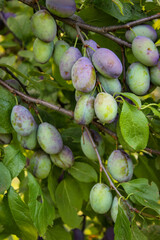 Green and unripe plum fruits on a branch that began to turn blue. Plum fruits ripen on the branch. Unripe plum fruits on a branch in an orchard.