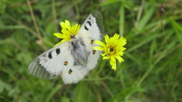 Clouded apollo (Parnassius mnemosyne). The butterfly (god of light) freezes in case of cloudy weather and cold weather, vicinity of the Mt. Elbrus). 2500 m A.S.L