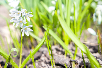 Spring white flowers on green grass.