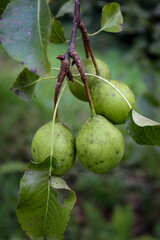 Small indigenous pears on a branch.