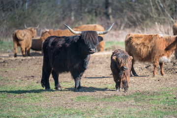 Scottish Highland Cattle - Black Scottish Highland Cattle with large horns. Mother with her calf.