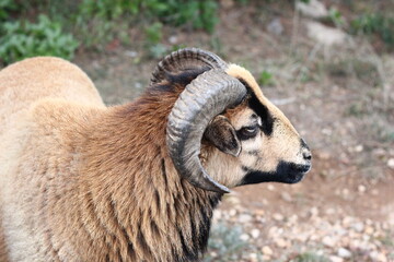 Bélier