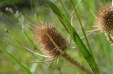 Flor de cardo seca. Flores secas con espinas