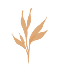 Pampas grass golden. illustration. Floral ornamental grass. feathery flo