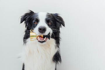 Cute puppy dog border collie holding miniature champion trophy cup in mouth isolated on white background. Winner champion funny dog. Victory first place of competition. Winning or success concept.